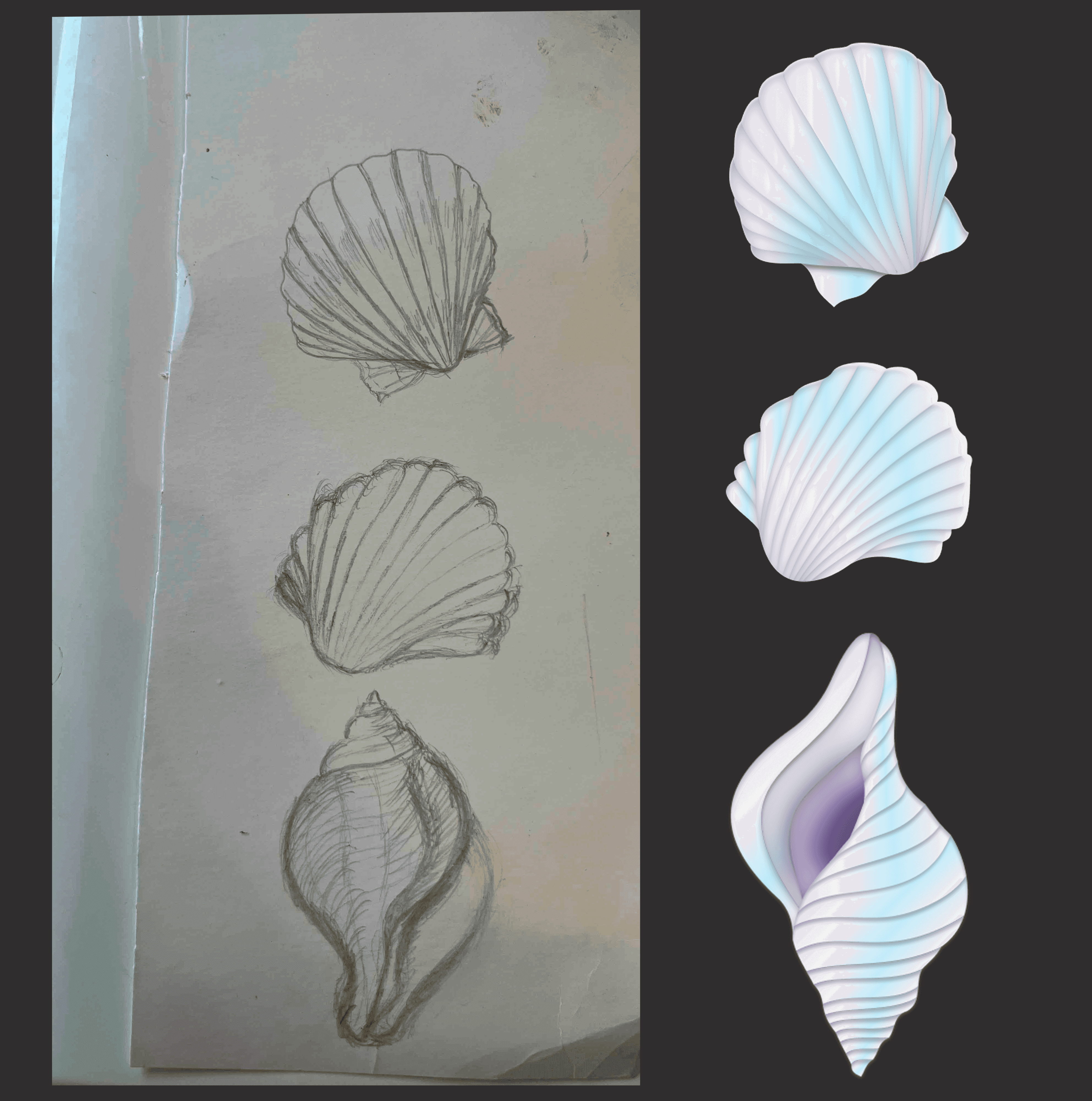 The Beauty of the Sea Shells